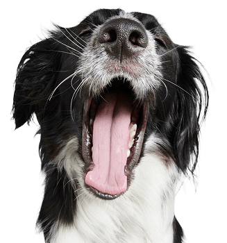 2025/04/stressed-dog-yawning-isolated-gray-background-new.png