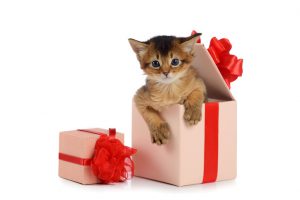 pet as a gift