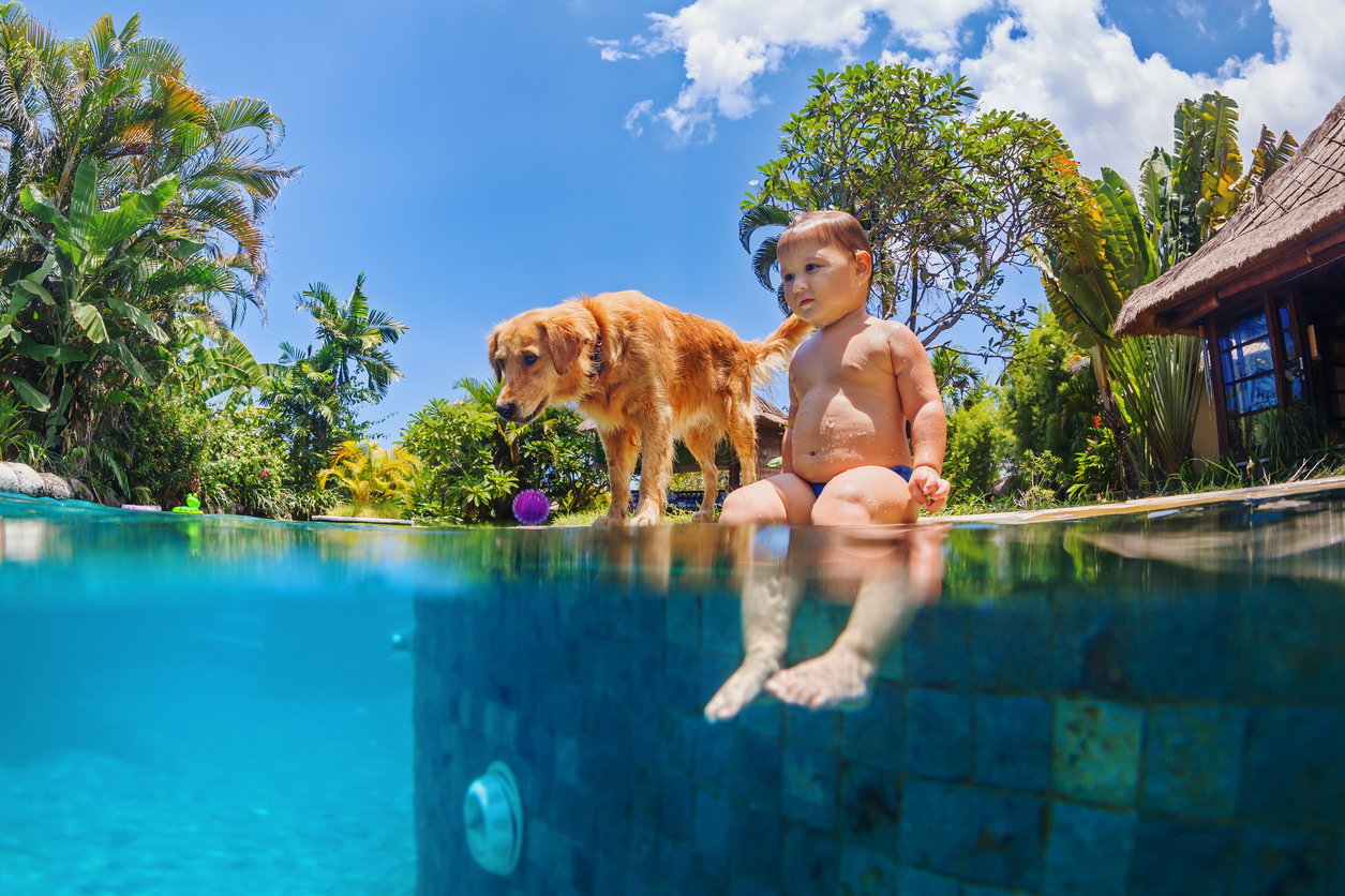 teaching your dog to swim
